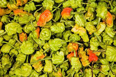 《回收中心模拟器》序章免费发布 学习垃圾回收生意